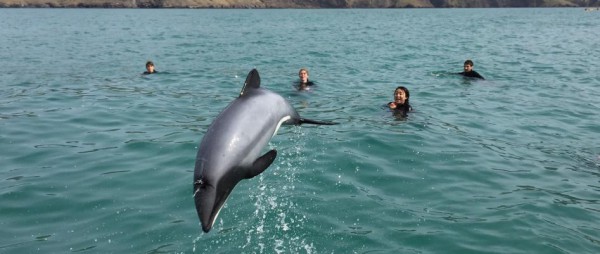 ecoSEAker Swimming with Dolphins Akaroa