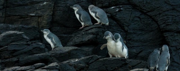 Pohatu Penguin Tours and Sea Kayaking v2